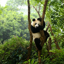 Panda playing in a tree